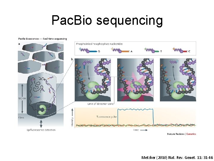 Pac. Bio sequencing Metzker (2010) Nat. Rev. Genet. 11: 31 -46 
