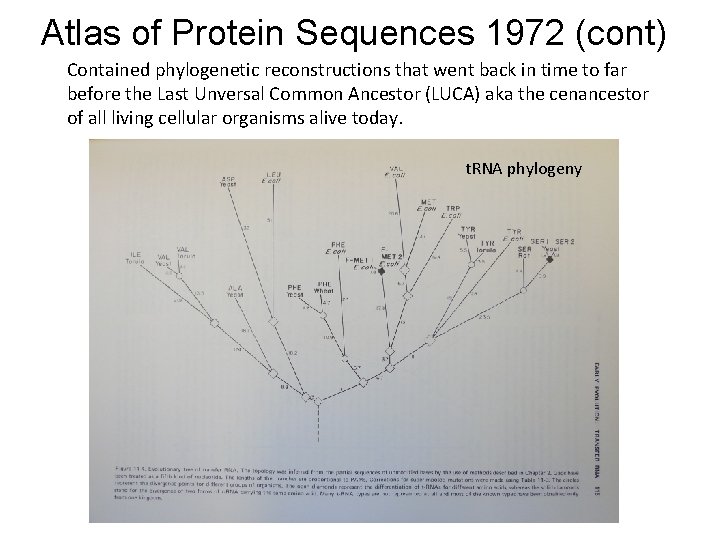 Atlas of Protein Sequences 1972 (cont) Contained phylogenetic reconstructions that went back in time