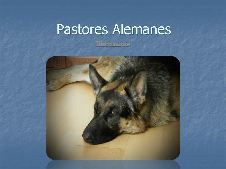 Pastores Alemanes Blatmascota 