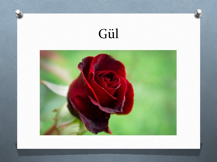 Gül 