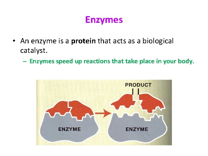 Enzymes • An enzyme is a protein that acts as a biological catalyst. –