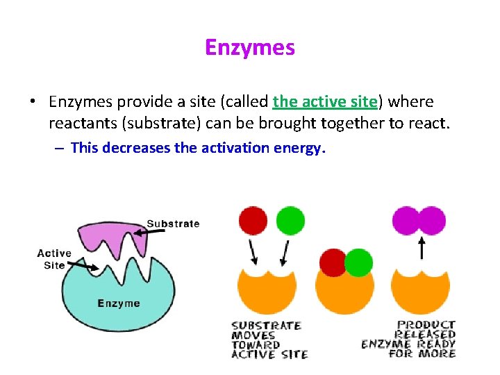 Enzymes • Enzymes provide a site (called the active site) where reactants (substrate) can