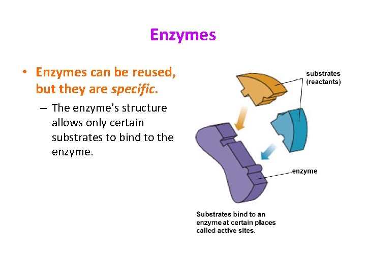 Enzymes • Enzymes can be reused, but they are specific. – The enzyme’s structure