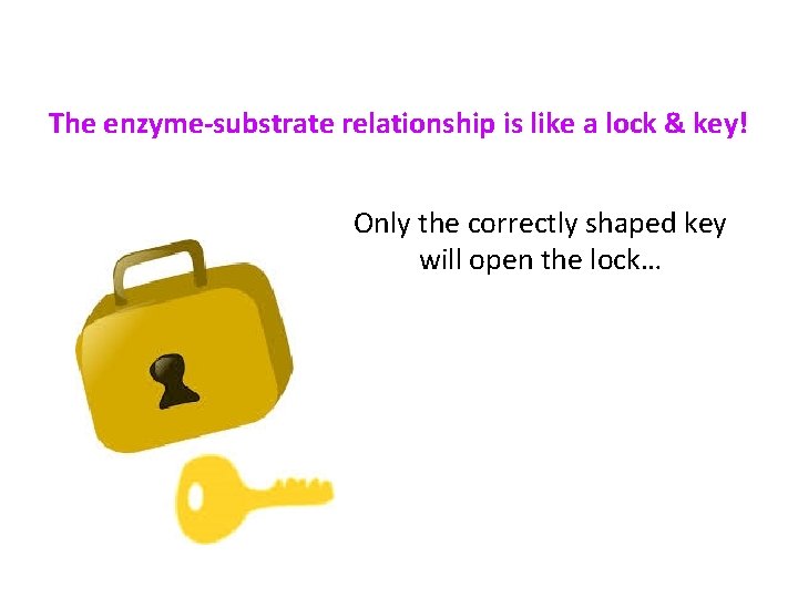 The enzyme-substrate relationship is like a lock & key! Only the correctly shaped key
