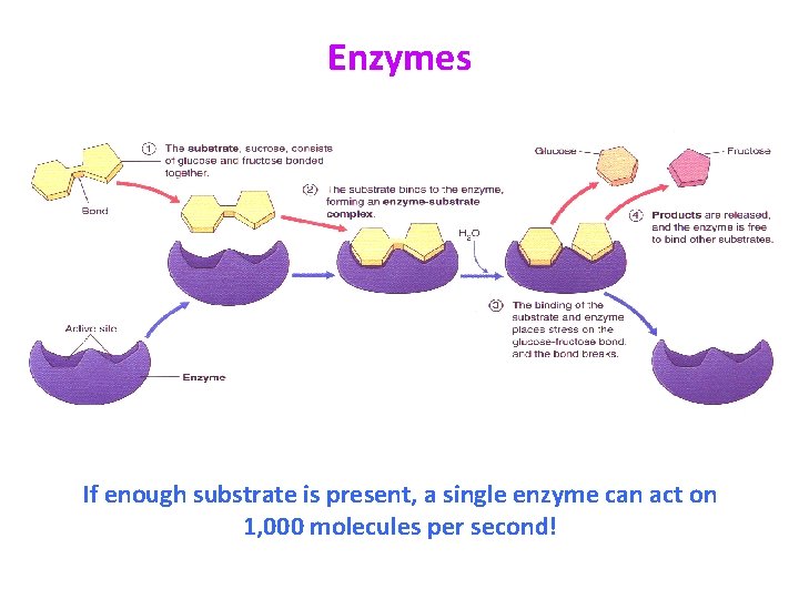 Enzymes If enough substrate is present, a single enzyme can act on 1, 000