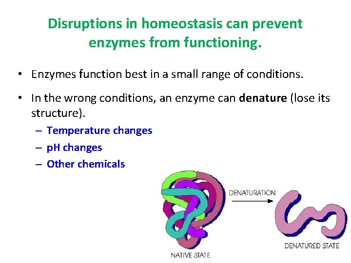 Disruptions in homeostasis can prevent enzymes from functioning. • Enzymes function best in a