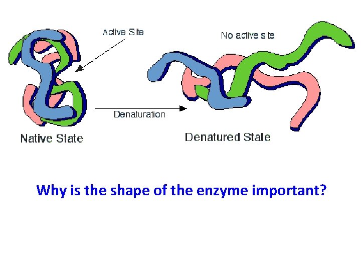Why is the shape of the enzyme important? 