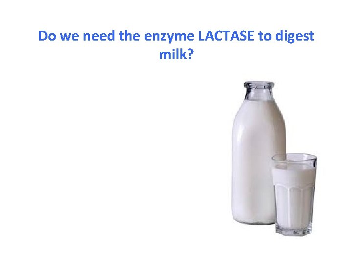 Do we need the enzyme LACTASE to digest milk? 