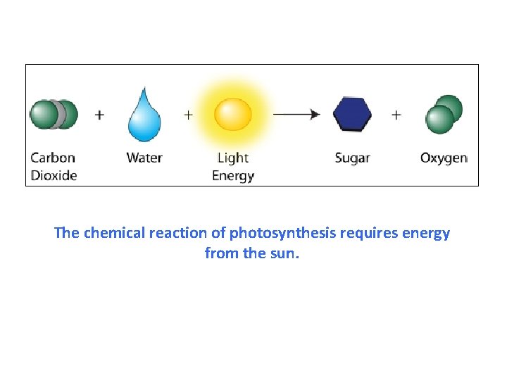 The chemical reaction of photosynthesis requires energy from the sun. 