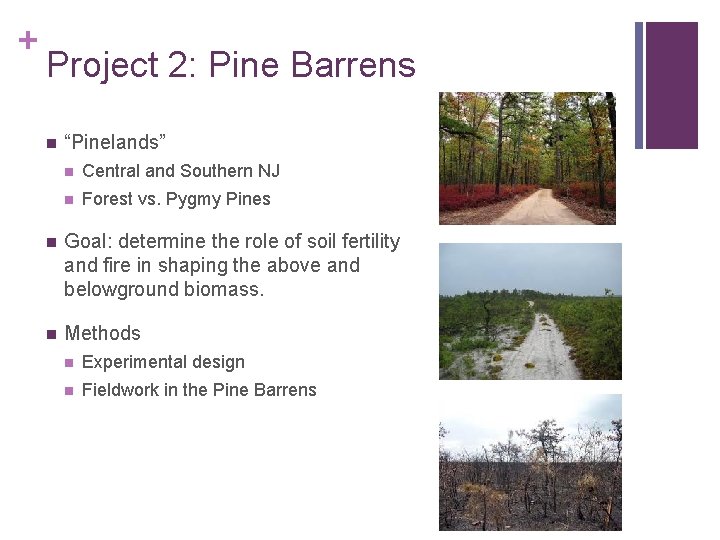 + Project 2: Pine Barrens n “Pinelands” n Central and Southern NJ n Forest