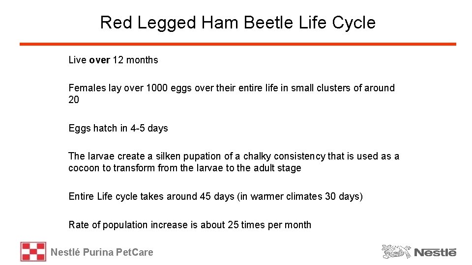 Red Legged Ham Beetle Life Cycle Live over 12 months Females lay over 1000
