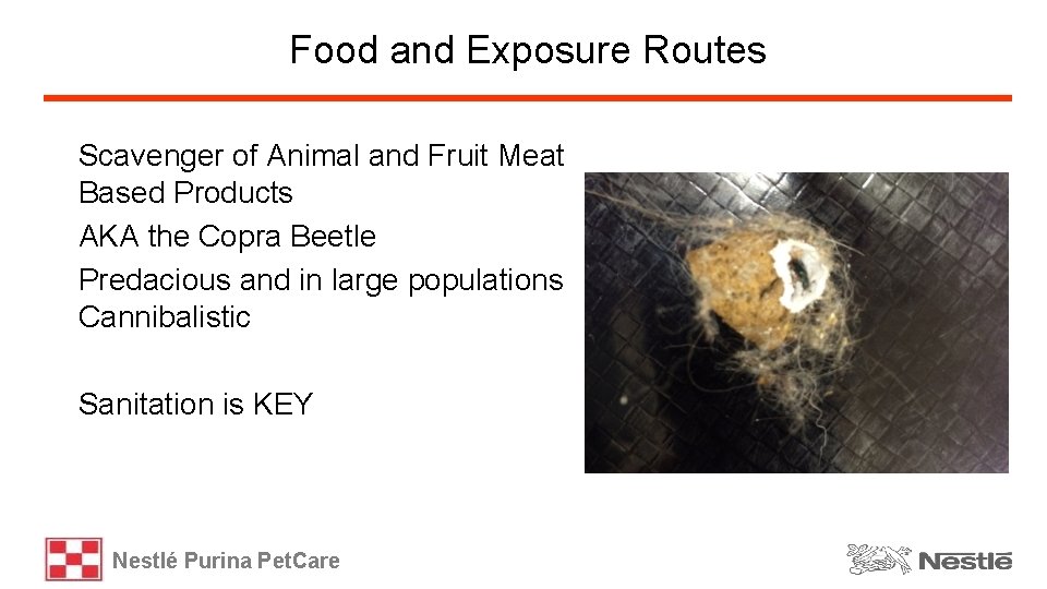 Food and Exposure Routes Scavenger of Animal and Fruit Meat Based Products AKA the