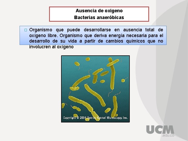 Ausencia de oxigeno Bacterias anaeróbicas � Organismo que puede desarrollarse en ausencia total de