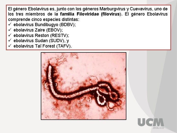 El género Ebolavirus es, junto con los géneros Marburgvirus y Cuevavirus, uno de los