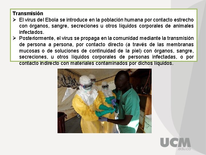 Transmisión Ø El virus del Ebola se introduce en la población humana por contacto