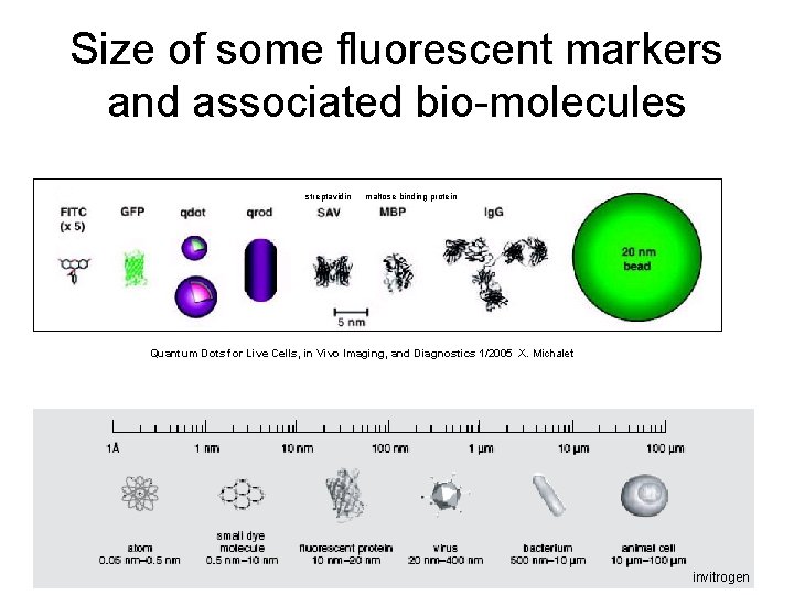 Size of some fluorescent markers and associated bio-molecules streptavidin maltose binding protein Quantum Dots