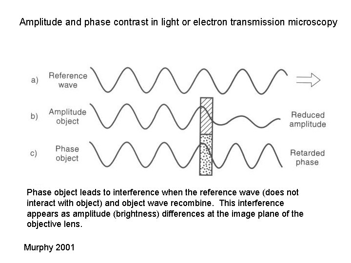 Amplitude and phase contrast in light or electron transmission microscopy Phase object leads to
