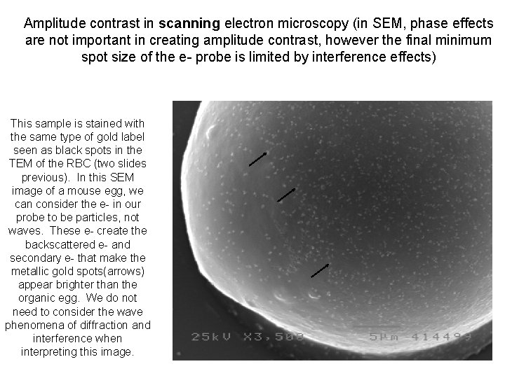 Amplitude contrast in scanning electron microscopy (in SEM, phase effects are not important in