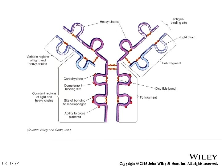 Fig_17. 7 -1 Copyright © 2015 John Wiley & Sons, Inc. All rights reserved.