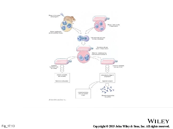 Fig_17. 13 Copyright © 2015 John Wiley & Sons, Inc. All rights reserved. 