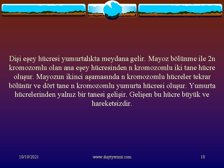 Dişi eşey hücresi yumurtalıkta meydana gelir. Mayoz bölünme ile 2 n kromozomlu olan ana