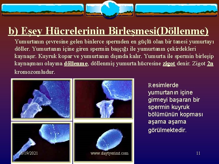 b) Eşey Hücrelerinin Birleşmesi(Döllenme) Yumurtanın çevresine gelen binlerce spermden en güçlü olan bir tanesi