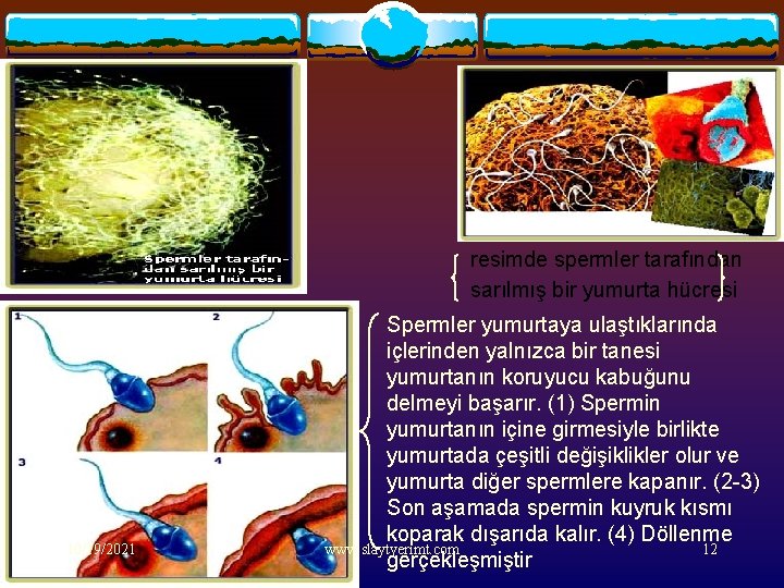 resimde spermler tarafından sarılmış bir yumurta hücresi 10/19/2021 Spermler yumurtaya ulaştıklarında içlerinden yalnızca bir