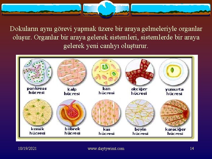 Dokuların aynı görevi yapmak üzere bir araya gelmeleriyle organlar oluşur. Organlar bir araya gelerek