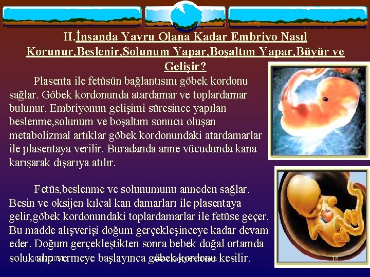 II. İnsanda Yavru Olana Kadar Embriyo Nasıl Korunur, Beslenir, Solunum Yapar, Boşaltım Yapar, Büyür