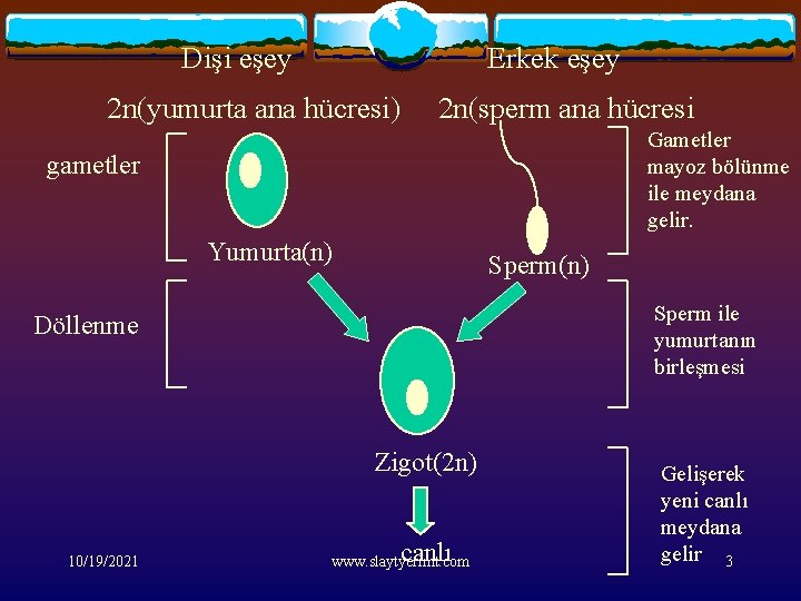 Dişi eşey Erkek eşey 2 n(yumurta ana hücresi) 2 n(sperm ana hücresi Gametler mayoz