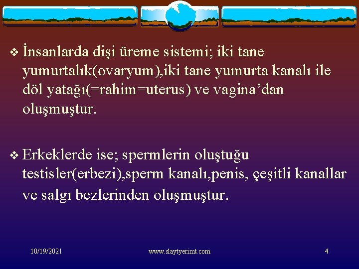 v İnsanlarda dişi üreme sistemi; iki tane yumurtalık(ovaryum), iki tane yumurta kanalı ile döl