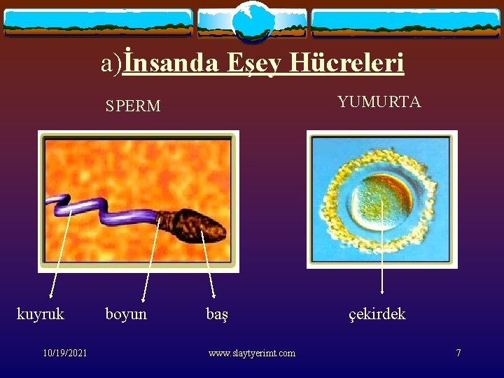 a)İnsanda Eşey Hücreleri YUMURTA SPERM kuyruk 10/19/2021 boyun baş www. slaytyerimt. com çekirdek 7