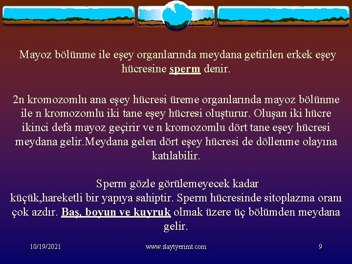 Mayoz bölünme ile eşey organlarında meydana getirilen erkek eşey hücresine sperm denir. 2 n