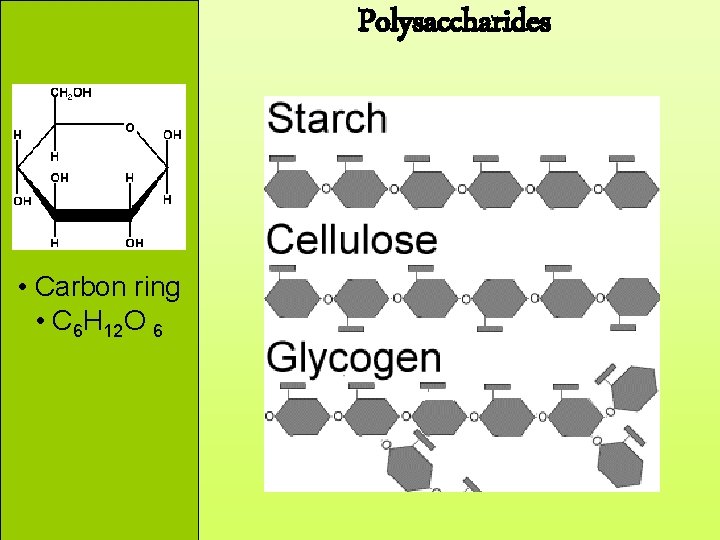 Polysaccharides • Carbon ring • C 6 H 12 O 6 