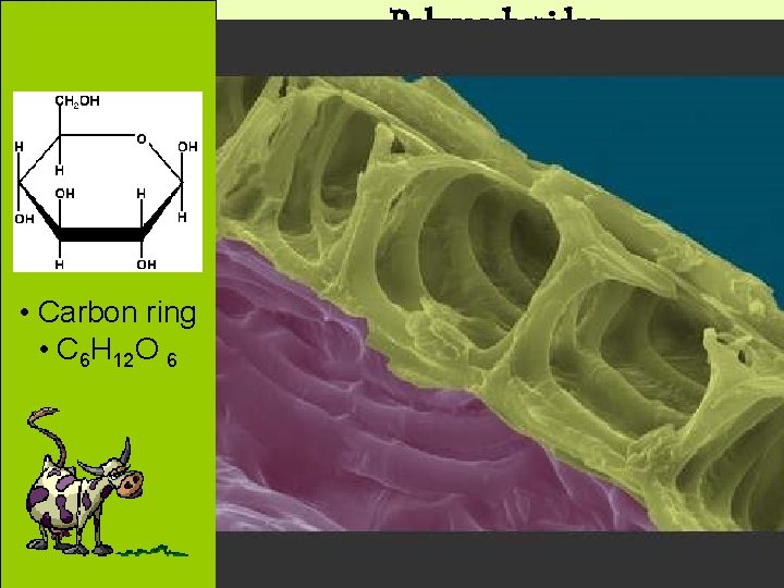 Polysaccharides • Carbon ring • C 6 H 12 O 6 • A major