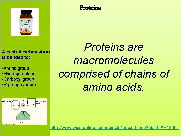 Proteins A central carbon atom Is bonded to: • Amino group • Hydrogen atom