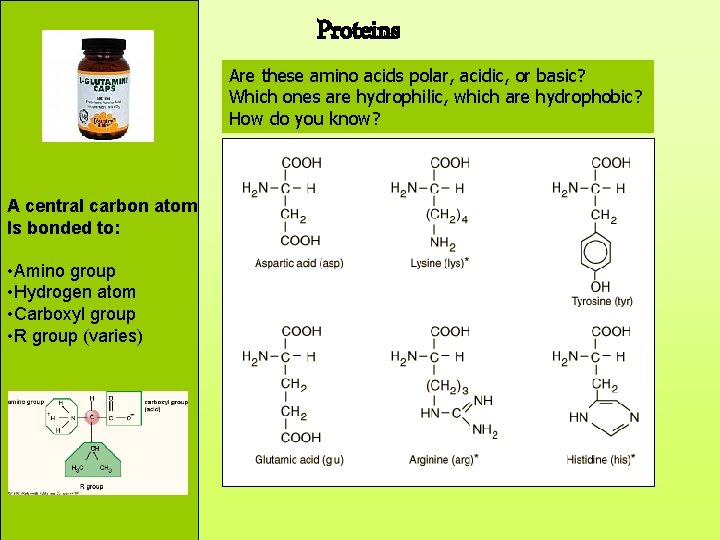 Proteins Are these amino acids polar, acidic, or basic? Which ones are hydrophilic, which