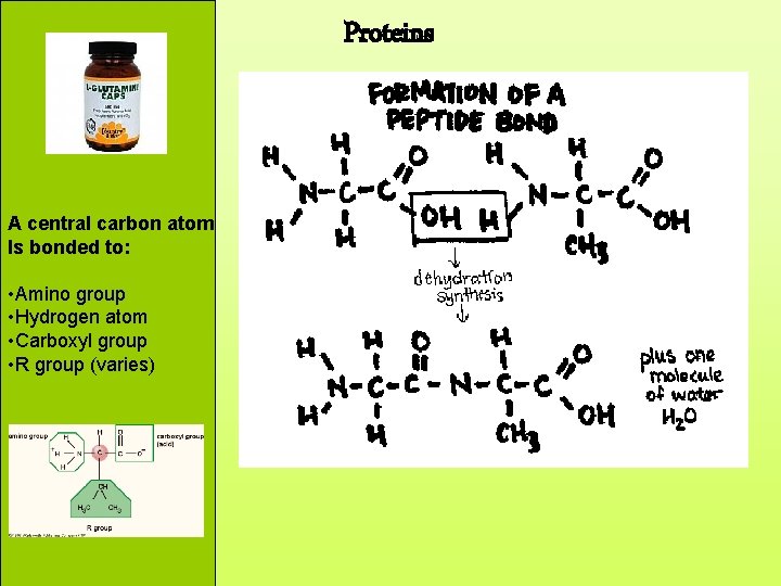 Proteins A central carbon atom Is bonded to: • Amino group • Hydrogen atom