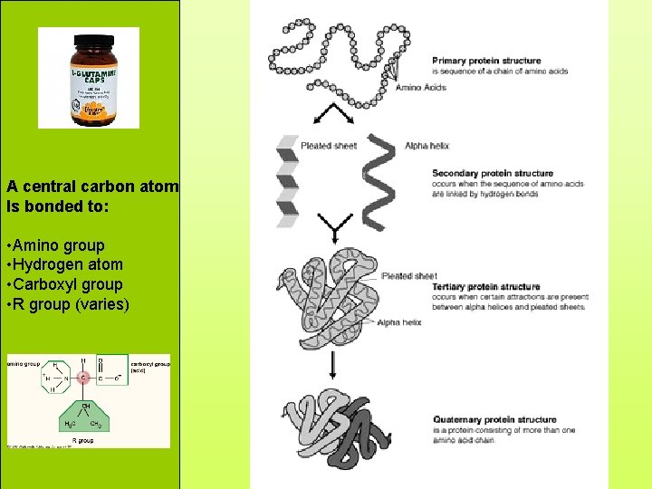 Proteins A central carbon atom Is bonded to: • Amino group • Hydrogen atom
