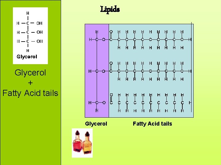 Lipids Glycerol + Fatty Acid tails Glycerol Fatty Acid tails 