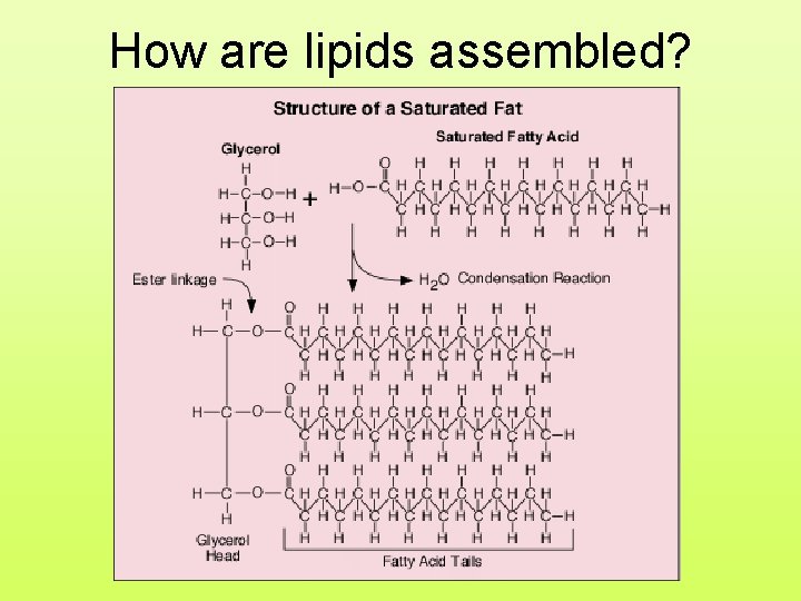 How are lipids assembled? 