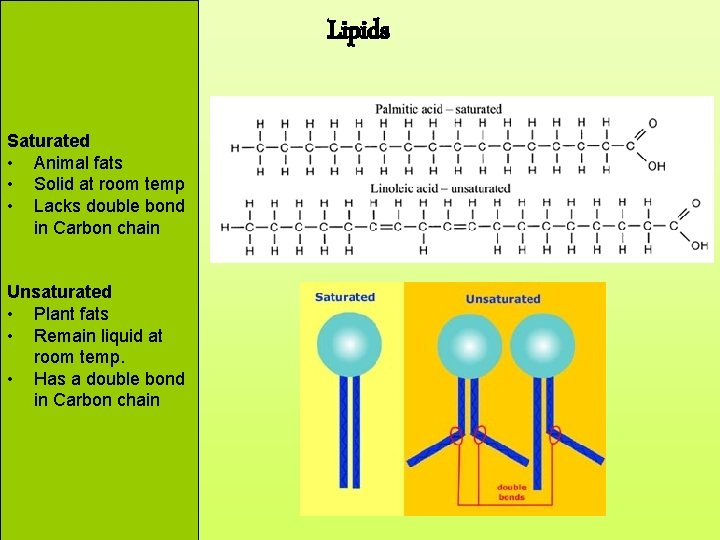 Lipids Saturated • Animal fats • Solid at room temp • Lacks double bond