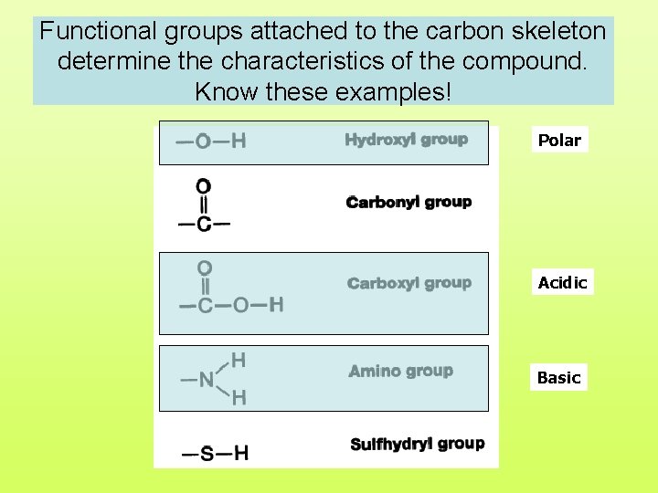 Functional groups attached to the carbon skeleton determine the characteristics of the compound. Know