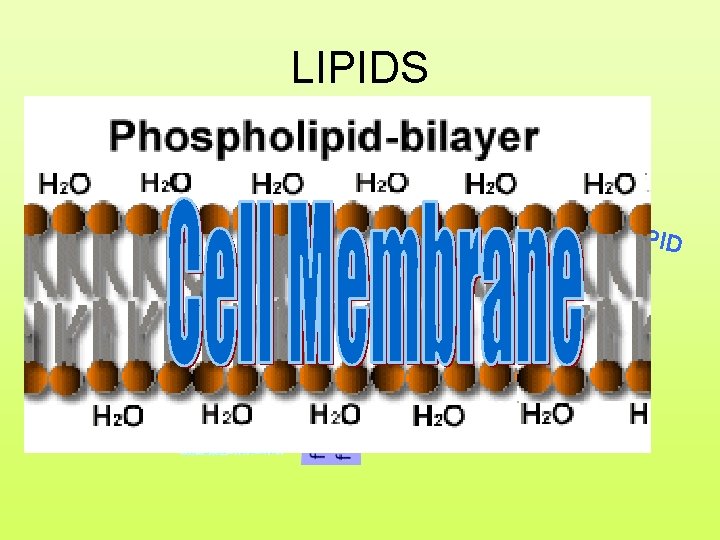 LIPIDS “PHO SPHO ”LIPID 