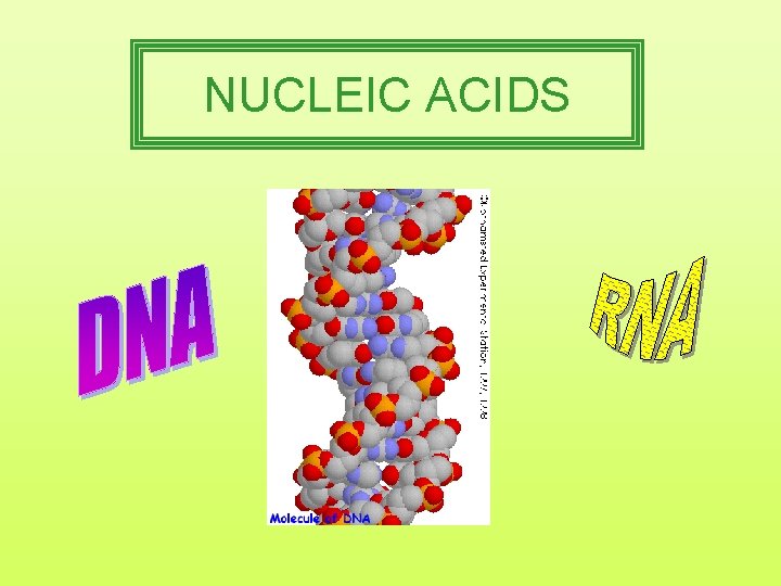 NUCLEIC ACIDS 