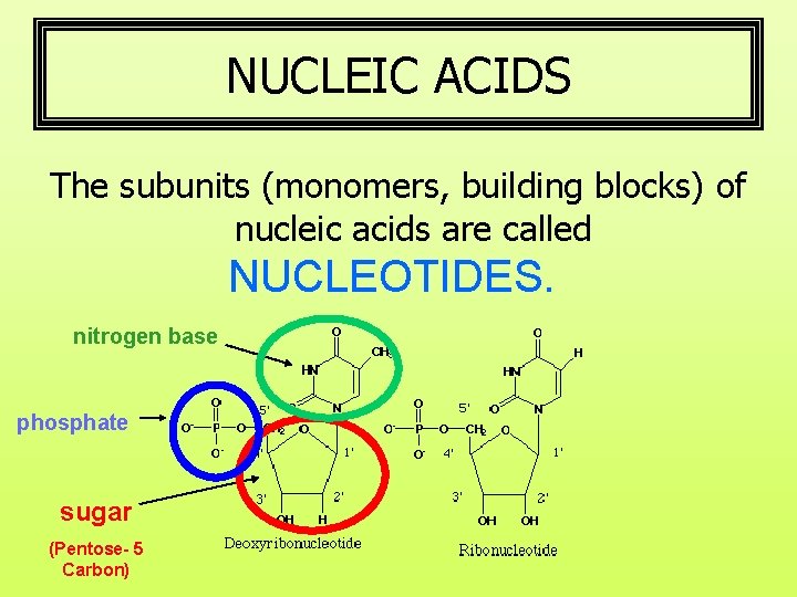 NUCLEIC ACIDS The subunits (monomers, building blocks) of nucleic acids are called NUCLEOTIDES. nitrogen