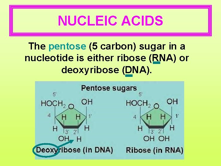 NUCLEIC ACIDS The pentose (5 carbon) sugar in a nucleotide is either ribose (RNA)