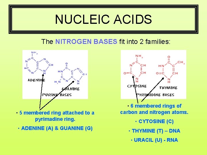 NUCLEIC ACIDS The NITROGEN BASES fit into 2 families: • 5 membered ring attached