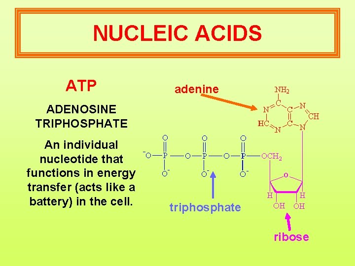 NUCLEIC ACIDS ATP adenine ADENOSINE TRIPHOSPHATE An individual nucleotide that functions in energy transfer
