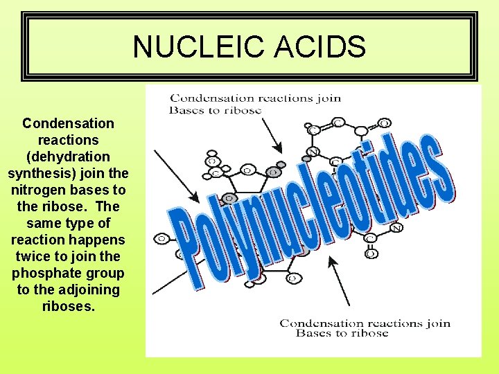 NUCLEIC ACIDS Condensation reactions (dehydration synthesis) join the nitrogen bases to the ribose. The